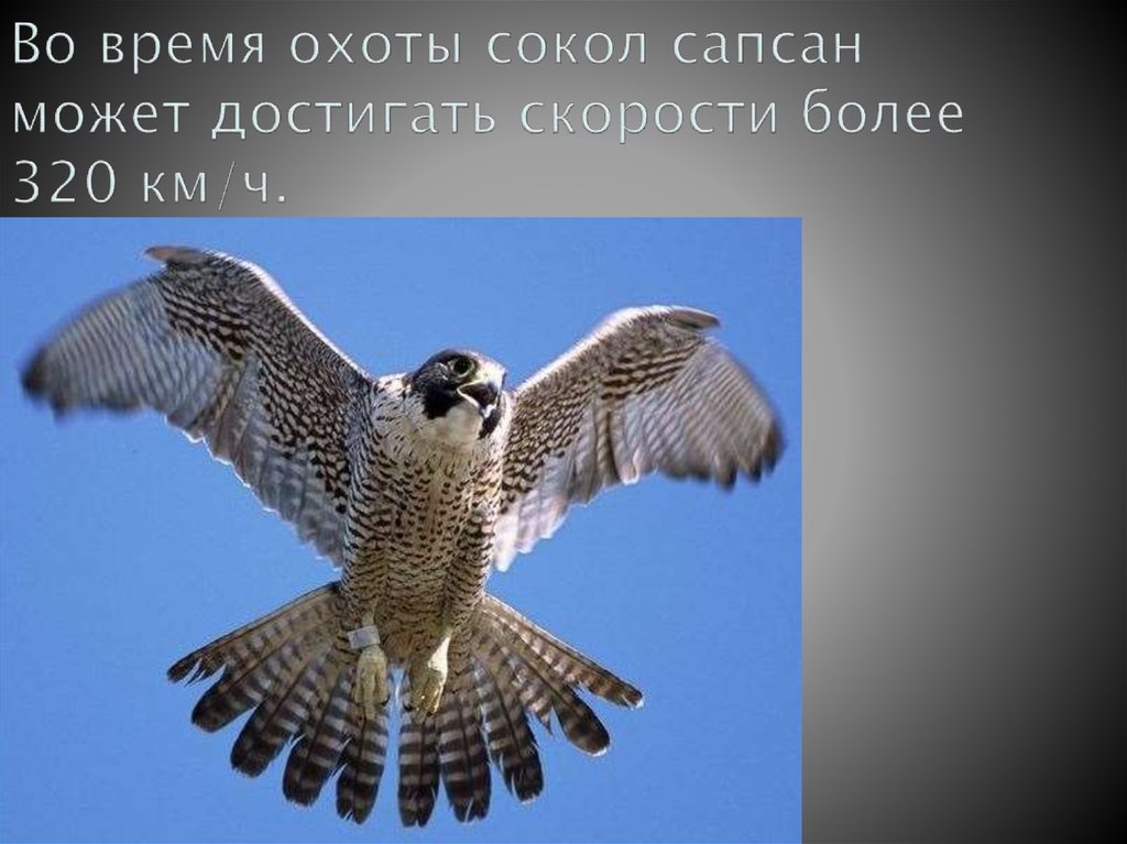 Во время охоты сокол сапсан может достигать скорости более 320 км/ч.