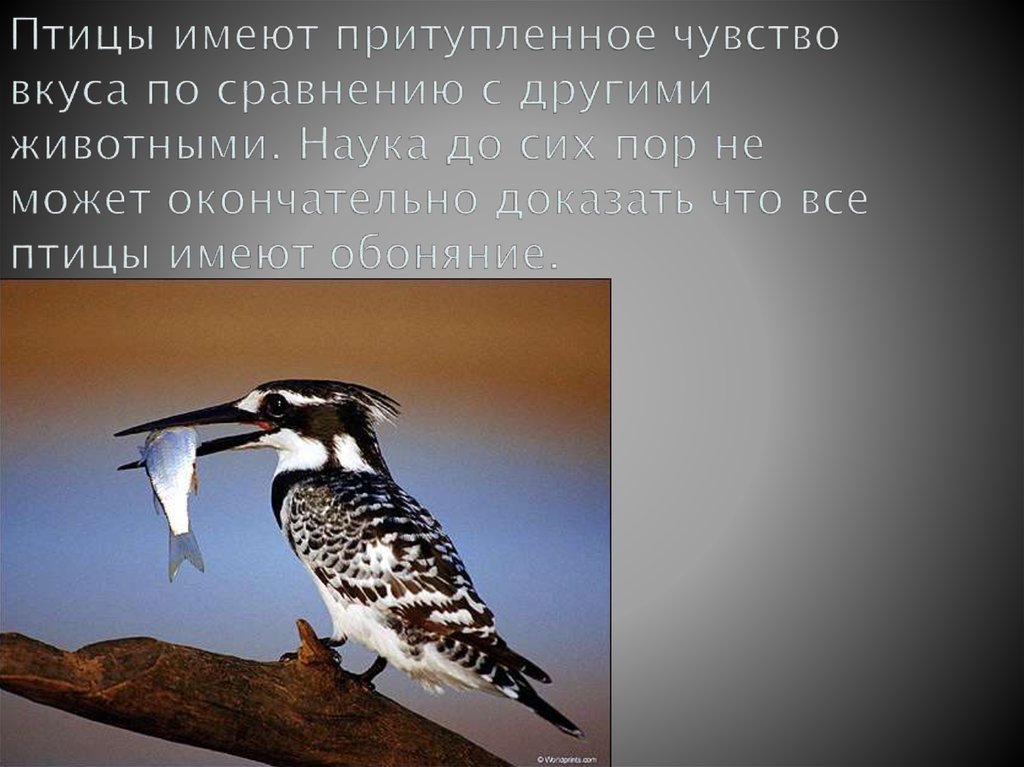 Птицы имеют притупленное чувство вкуса по сравнению с другими животными. Наука до сих пор не может окончательно доказать что