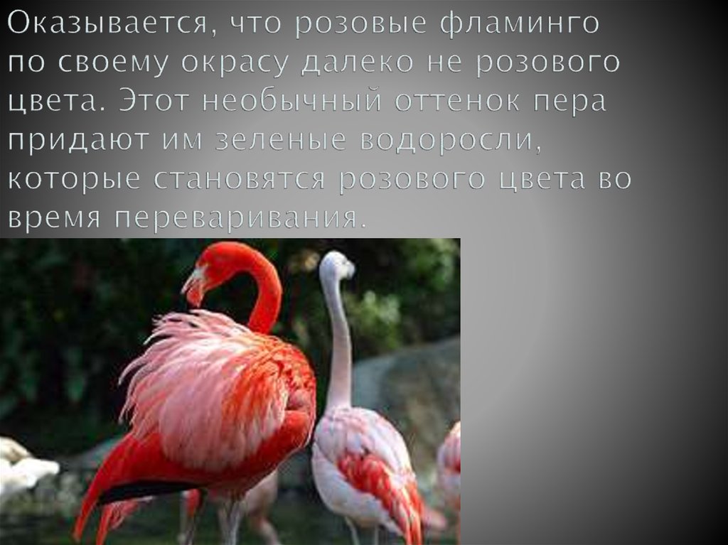 Оказывается, что розовые фламинго по своему окрасу далеко не розового цвета. Этот необычный оттенок пера придают им зеленые