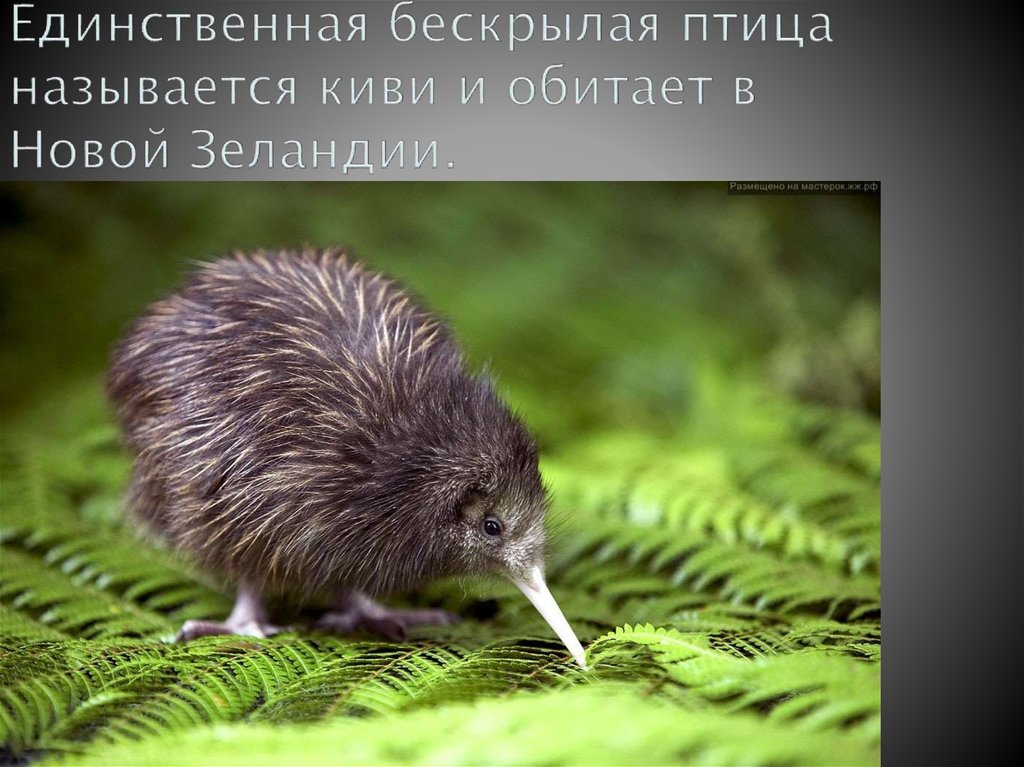 Единственная бескрылая птица называется киви и обитает в Новой Зеландии.