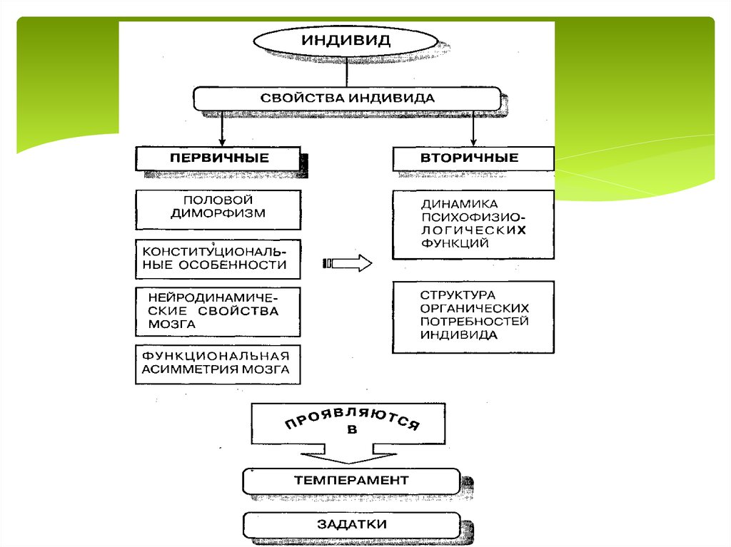 Индивидные свойства человека схема