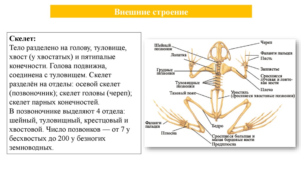 Туловищный отдел скелета. Осевой скелет позвоночник отдел. Пятипалые конечности у земноводных. Туловищный отдел позвоночника земноводных. Отделы осевого скелета земноводных.