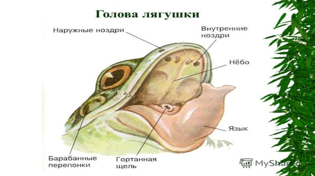 Функция полости среднего уха у земноводных