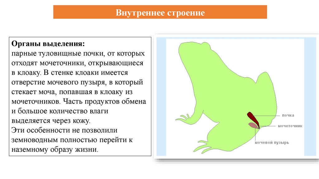 Последовательность выделения земноводных. Выделительная система система земноводных. Выделительная система земноводных 7 класс биология. Выделительная система земноводных схема. Выделительная система лягушки схема.