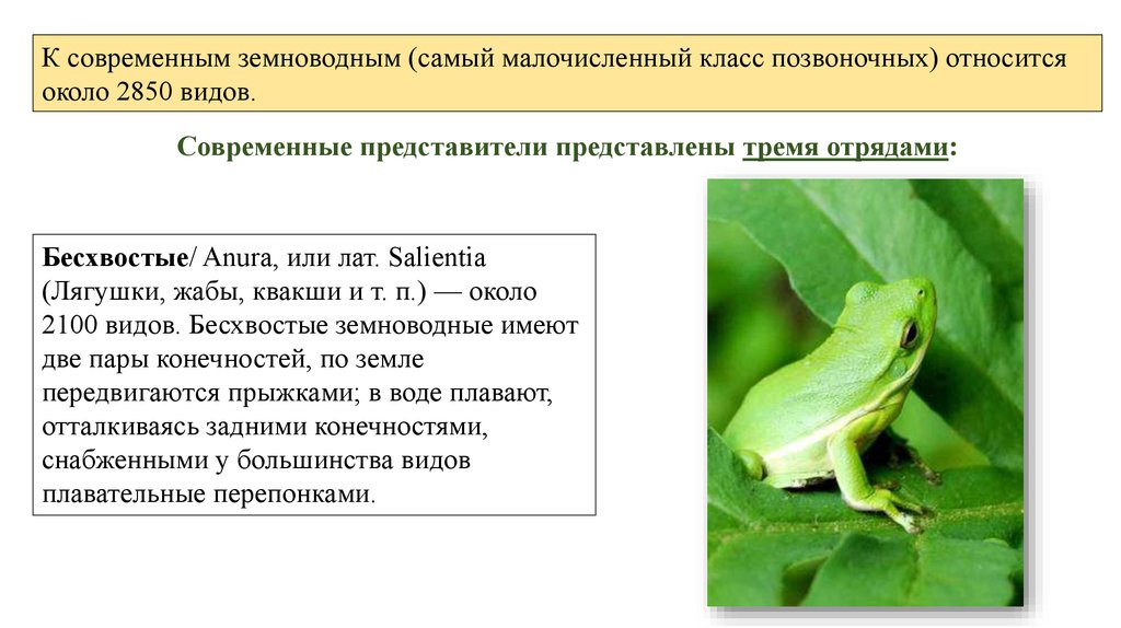 К отряду бесхвостые земноводные относятся. Класс земноводные общая характеристика. Современные амфибии. Классу амфибии относится. К позвоночным относятся.