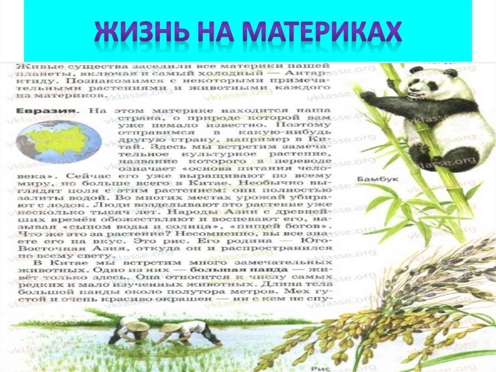 Жизнь на материках