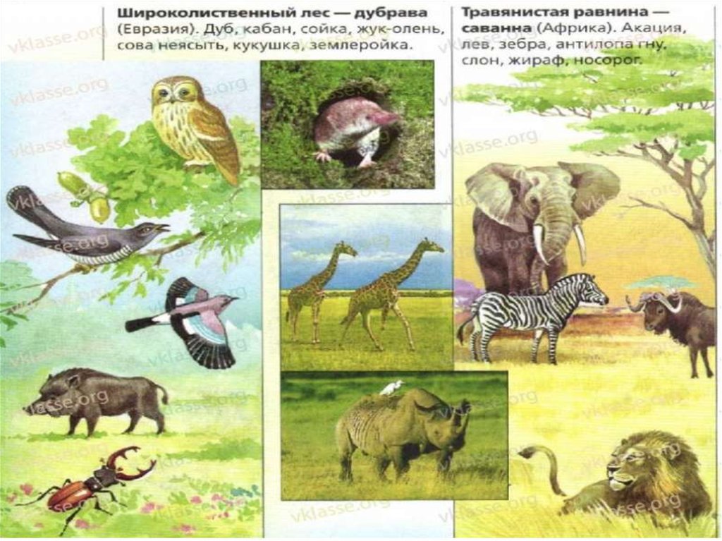 Лев в какой природной зоне. Природные зоны земли 6 класс презентация Климанова. Дуб Сойка Сова в какой природной зоне. Кабан Сойка Жук олень неясыть Кукушка землеройка где живут. К каким природным зонам относятся эти животные Кобра кабан.