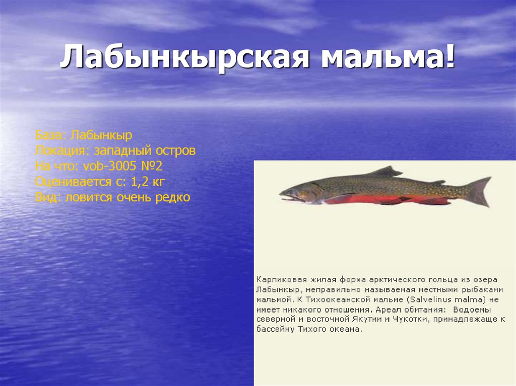 Лабынкырская мальма!