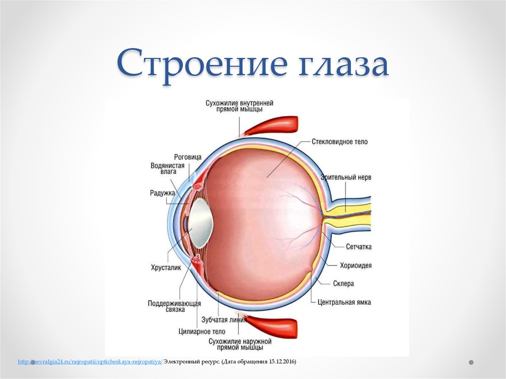 Глазных орбит и зрительных нервов. Строение глаза мрт. Орбита строение офтальмология. Внутреннее строение глаза. Пространства глаза анатомия.