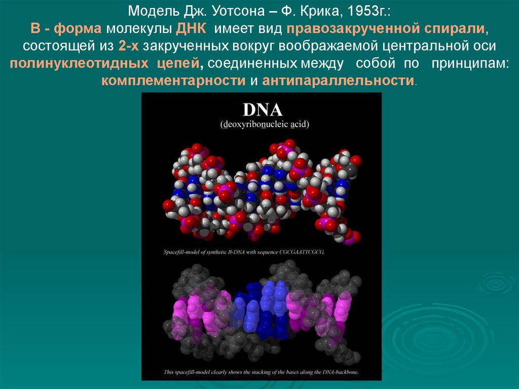 Молекулярная форма. Молекула ДНК состоит из 2 полинуклеотидных цепей , правозакрученных. No2 форма молекулы. Функционирование генома человека.