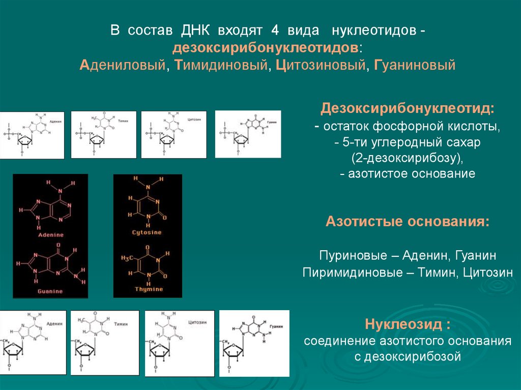 Фосфорный остаток днк. Что входит в состав ДНК. В состав дезоксирибонуклеиновой кислоты ДНК входят. Дезоксирибонуклеотид остаток фосфорной кислоты азотистое основание. Сахар входящий в структуру ДНК.