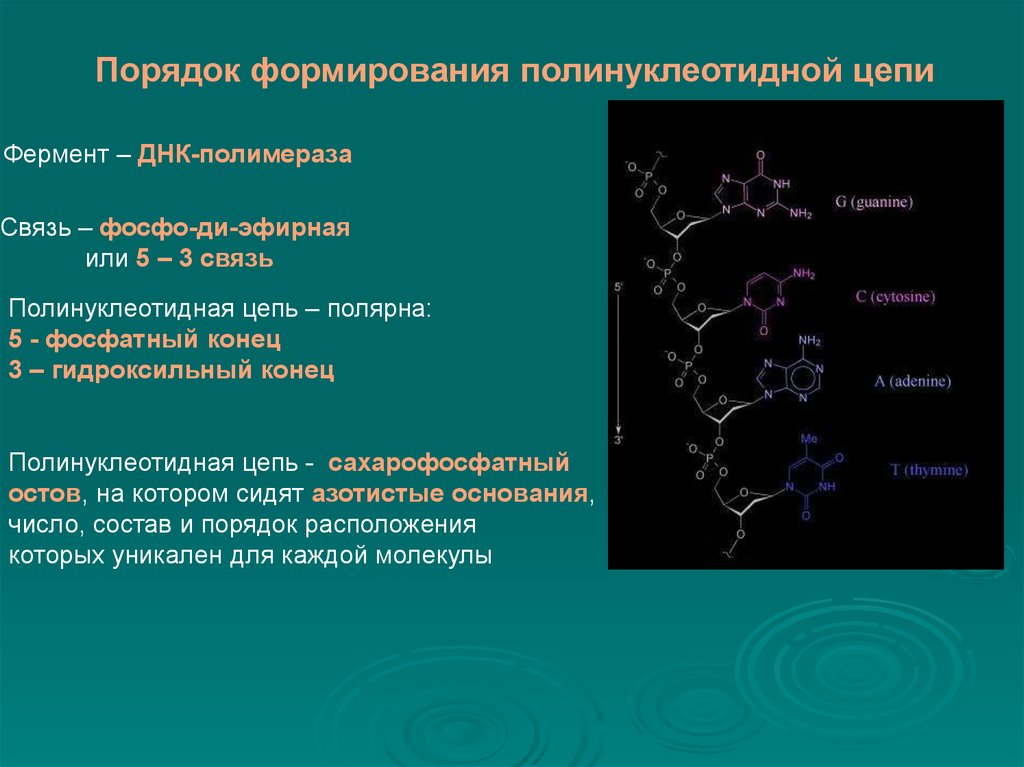 Связи между двумя цепями днк. Структура полинуклеотидной цепи. Полинуклеотиды цепочка. Основные связи, обеспечивающие формирование полинуклеотидной цепи.. Связь в полинуклеотидной цепи ДНК.