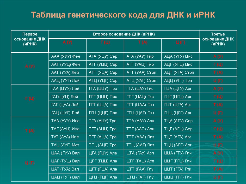 Цепь генетического кода. Таблица генетического кода и-РНК. Таблица генетического кода ДНК И РНК. Таблица триплетов генетического кода. Генетический код ДНК И РНК таблица.