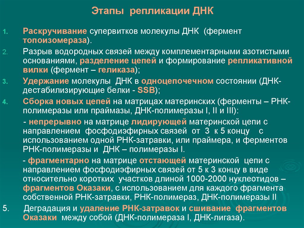 Принципы днк. Основные принципы репликации ДНК таблица. Этапы репликации ДНК. Этапы процесса репликации ДНК. Этапы репликации ДНК кратко.