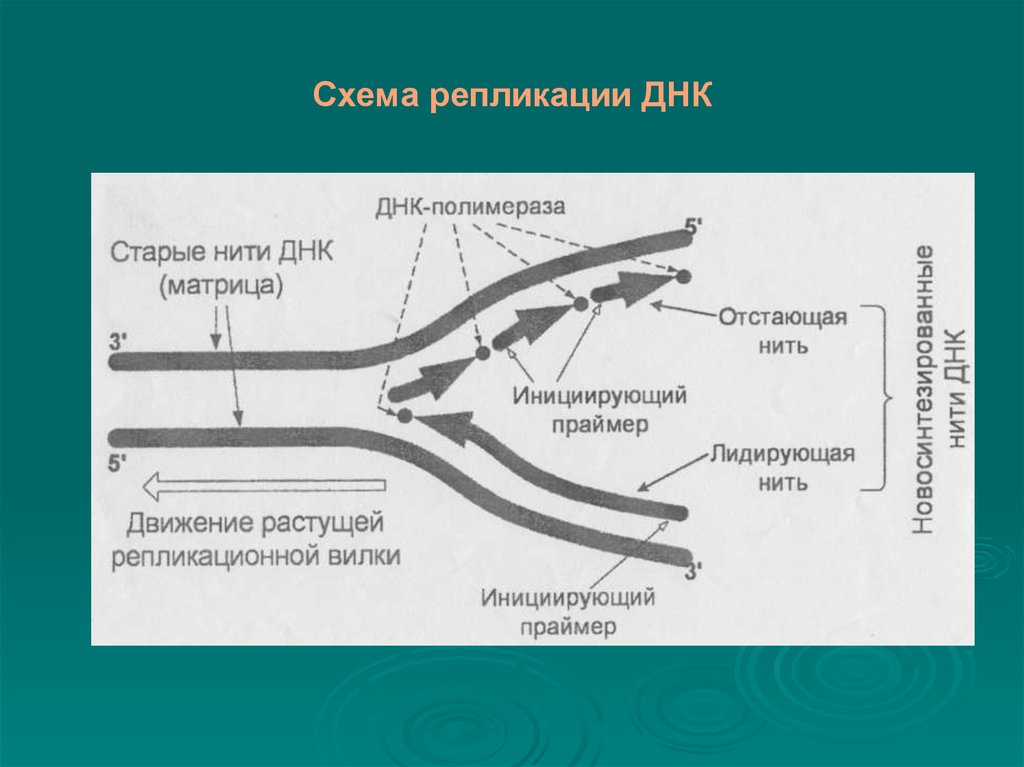 Матрица для процесса репликации. Схема репликации ДНК. Репликация схема биохимия. Этапы репликации ДНК схема. Схема процесса репликации.