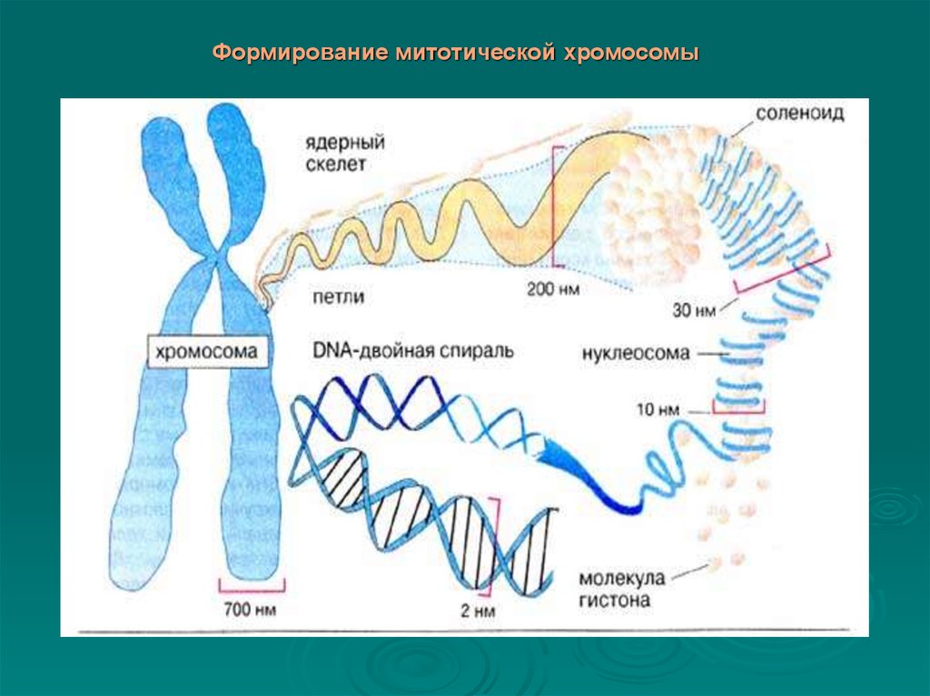 Развитие хромосом. Формирование хромосом. Митотические хромосомы. Строение митотических хромосом. Миотические хромосомы.