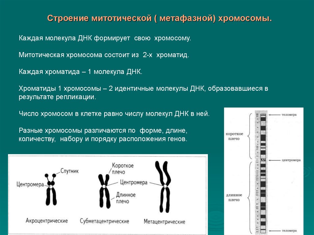 Характеристики хромосом человека. Структура и строение хромосом. Строение хромосомы с количеством ДНК. Строение и классификация метафазных хромосом. Строение митотических хромосом.
