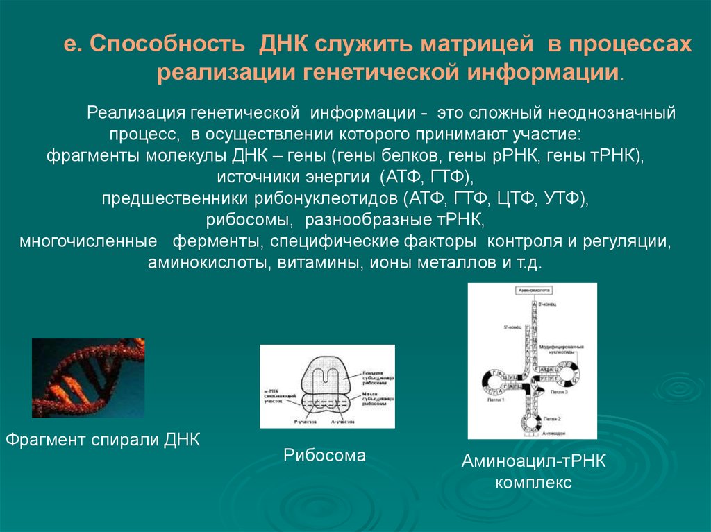 Днк служит. Способности ДНК. ДНК служит матрицей в процессе. Источник генетической информации. Матрицей служит ген.