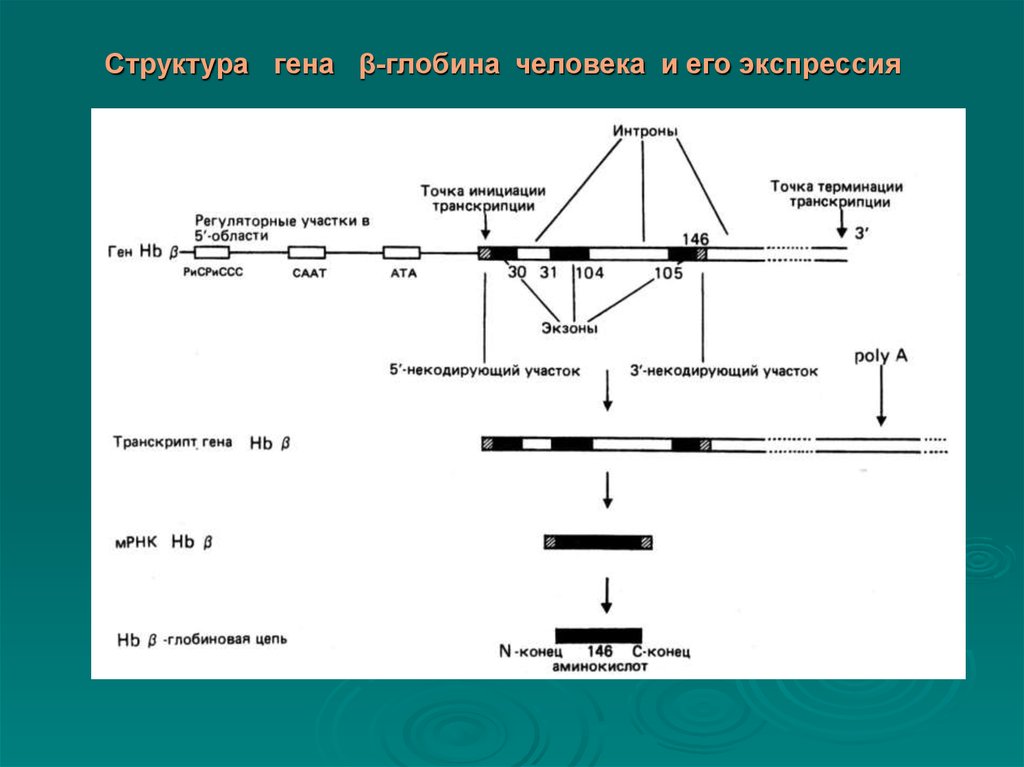 Ген структуры. Структура генов человека. Глобиновые гены структура. Структура Гена. Гены строение классификация.