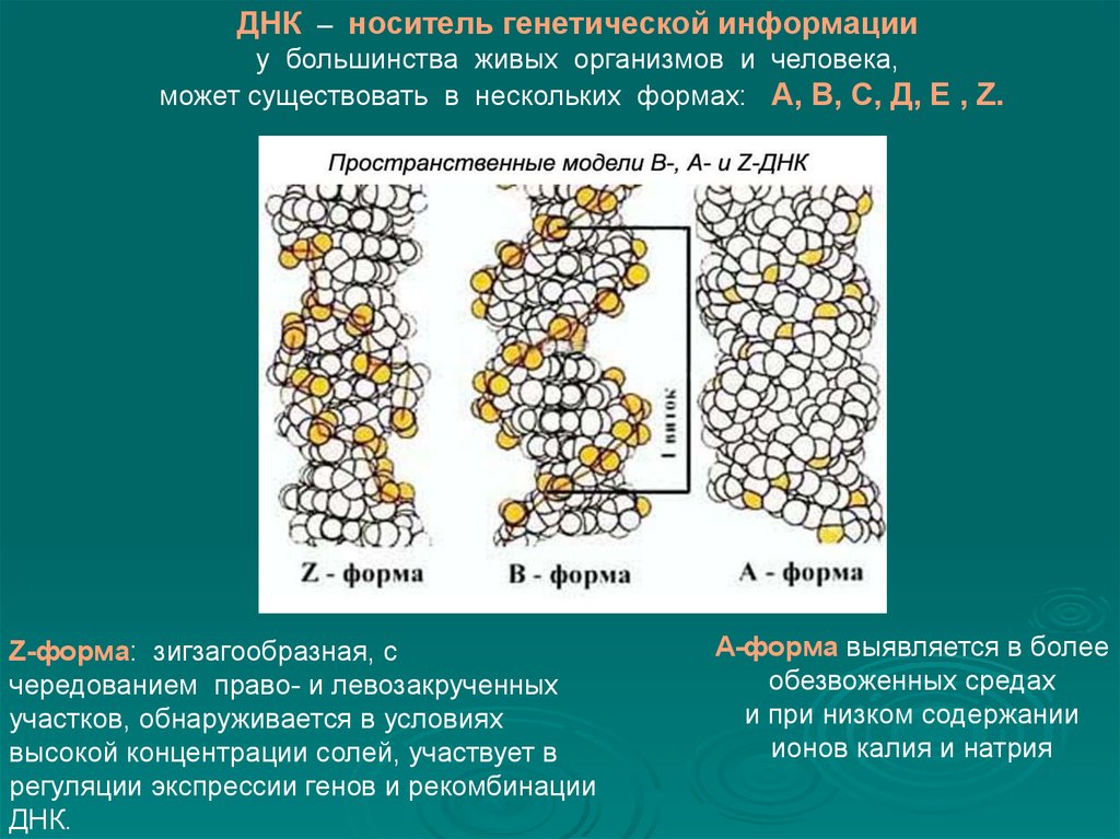 Носители наследственной информации. ДНК носитель наследственной информации. ДНК как носитель наследственной информации. Молекула ДНК носитель наследственной информации. Молекула ДНК носитель наследственной информации кратко.