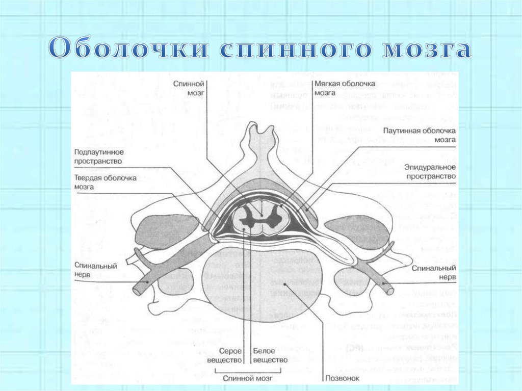 Пространства мозга. Схема строения оболочек головного и спинного мозга. Оболочки и МЕЖОБОЛОЧЕЧНЫЕ пространства спинного мозга схема. Схема « оболочки головного и спинного мозга». Пограничная глиальная мембрана спинного мозга.