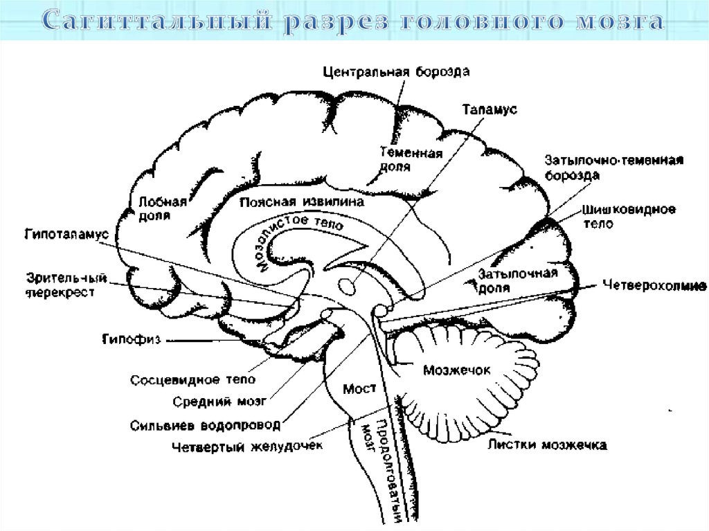 Какие отделы выделяют в головном мозге. Сагиттальный срез головного мозга схема. Сагиттальный разрез головного мозга анатомия. Строение головного мозга анатомия Сагиттальный срез. Основные отделы головного мозга на продольном срезе.
