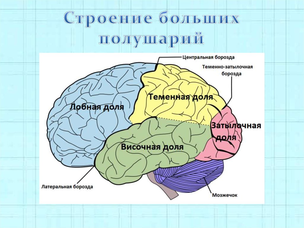 Области доли мозга. Строение большого полушария головного мозга. Строение полушарий головного мозга доли. Большие полушария головного мозга структура. Структуры полушарий большого мозга.