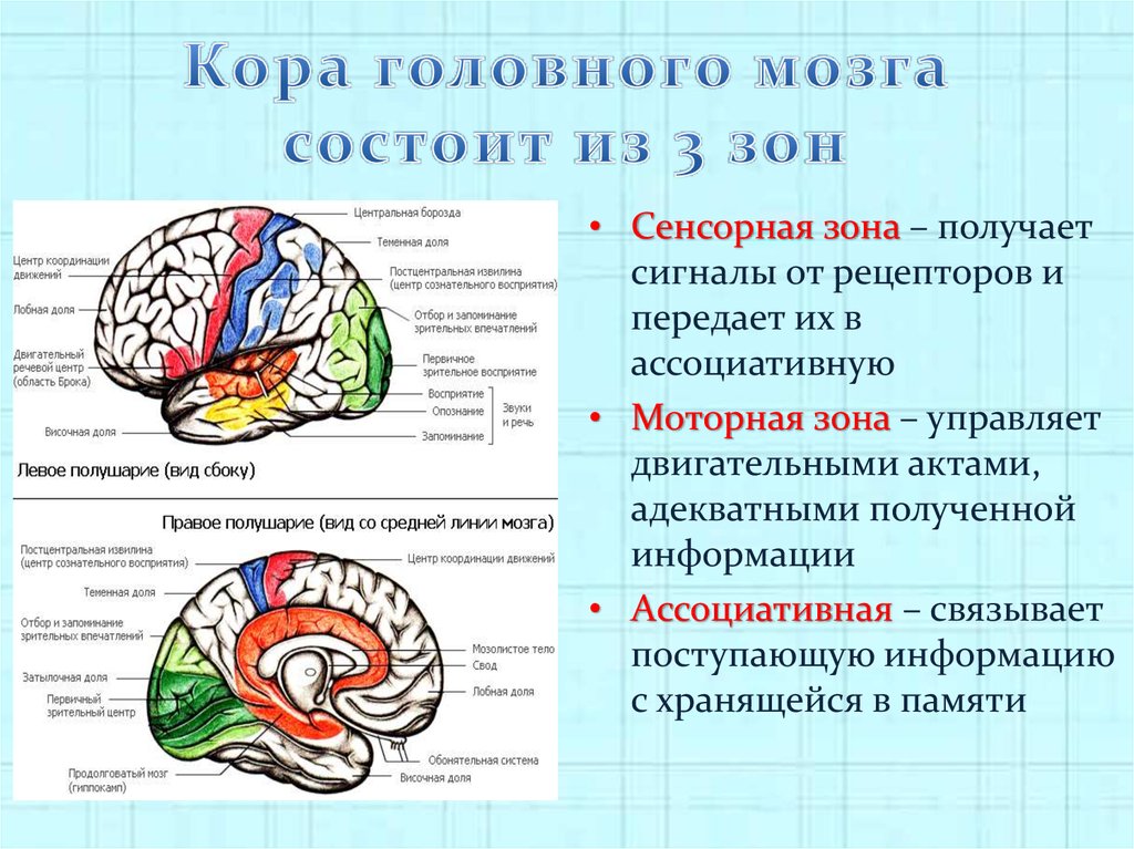 Основные зоны коры мозга. Функции моторной зоны коры головного мозга. Функциональная характеристика коры головного мозга.