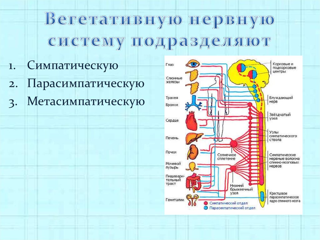 Парасимпатическая часть вегетативной. Парасимпатический отдел вегетативной нервной системы схема. Центры вегетативной нервной системы схема. Схема строения автономной вегетативной нервной системы. Периферический отдел вегетативная нервная система человека.