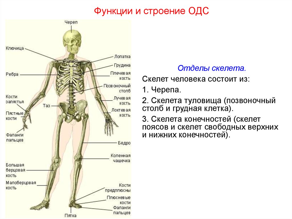 Скелет включает в себя следующие отделы