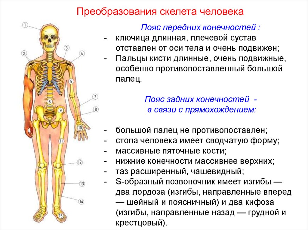 Признак строения позвоночника связанный с прямохождением