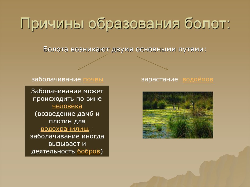 Размещение болота. Причины образования болот. Факторы образования болота. Причины формирования болот. Условия возникновения болот.