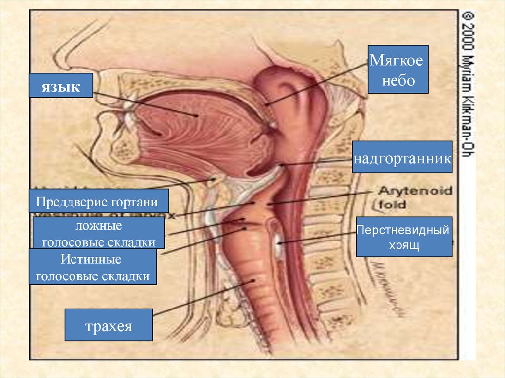 Преддверие гортани ограничено. Складка преддверия гортани. Истинные и ложные голосовые складки. Истинные голосовые складки. Ложные складки гортани.