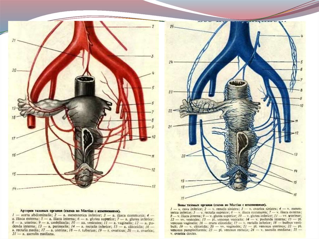 Кровоснабжение матки схема гистология