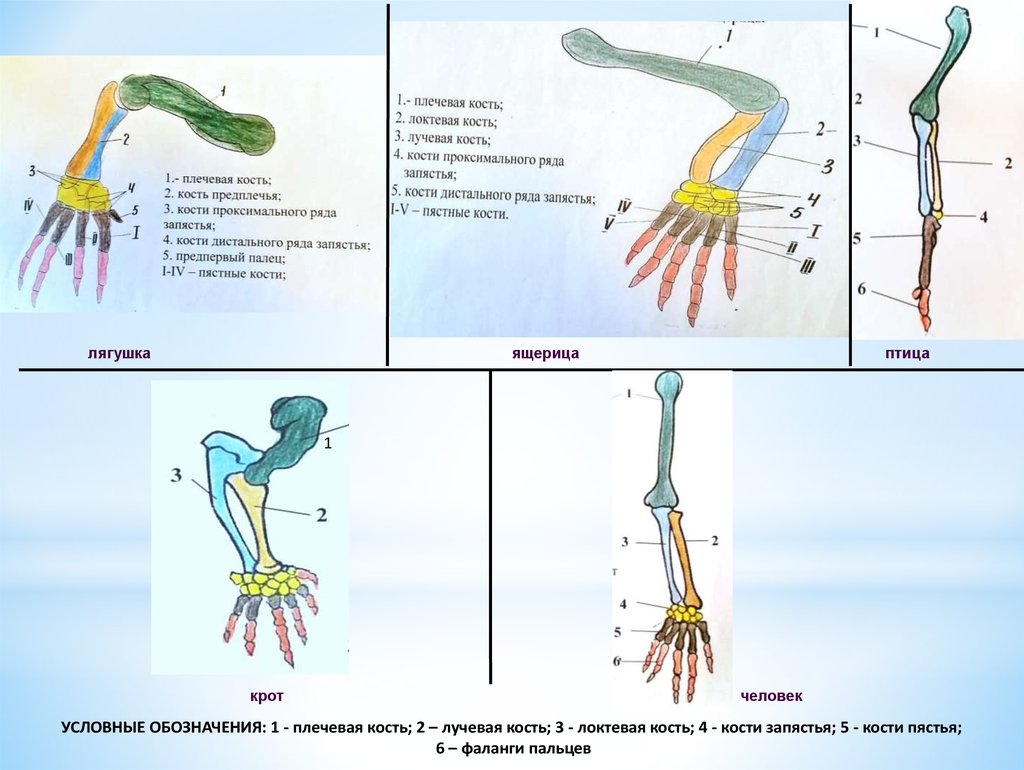 Скелет конечностей животного. Филогенез скелета. Филогенез скелета позвоночных. Филогенез скелета конечностей. Проксимальный и дистальный ряд запястья.