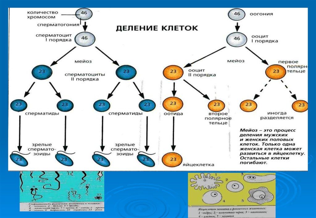 Ооциты качество. Ооцит второго порядка. Ооциты первого порядка. Деление ооцитов первого порядка. Оогонии набор хромосом.