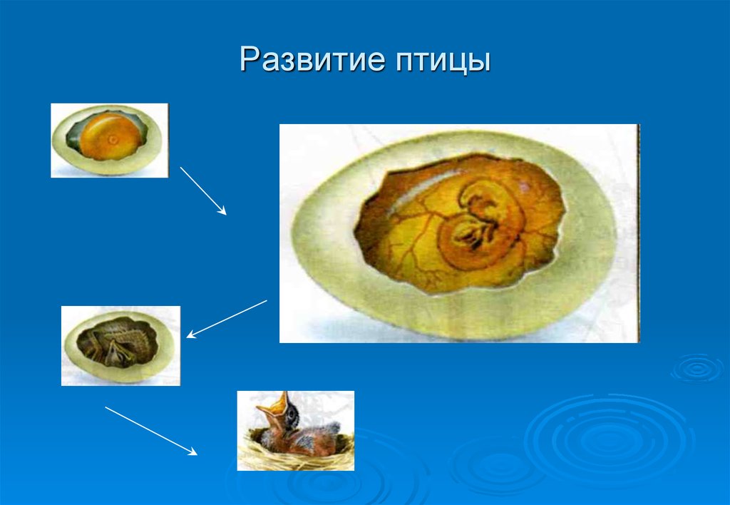 Плод эволюции. Развитие птиц. Цепочка развития птиц. Порядок развития птицы. Периодизация в развитии птиц.