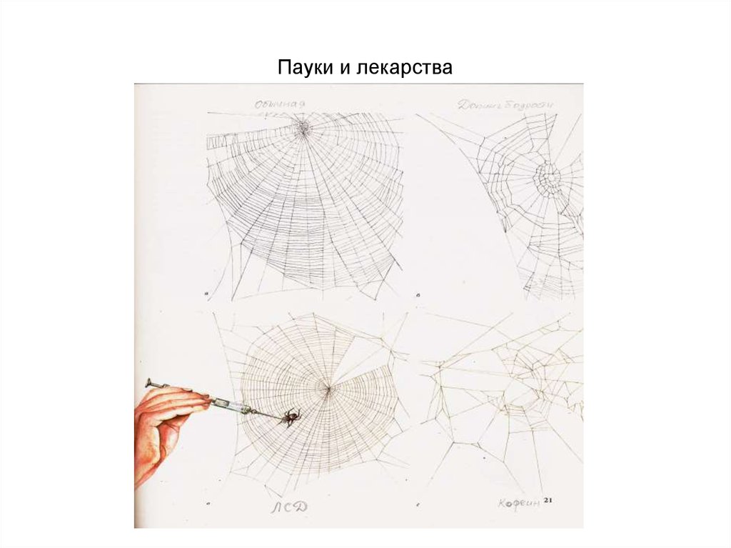 Пауки и лекарства