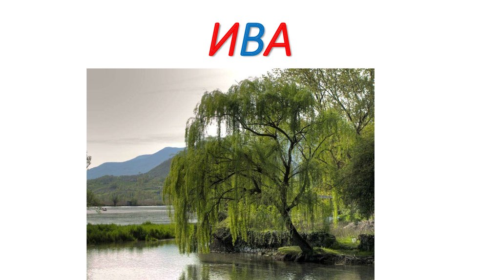 ИВА