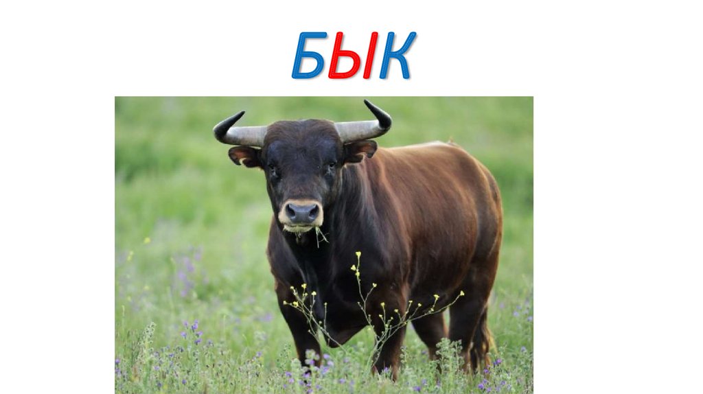 БЫК