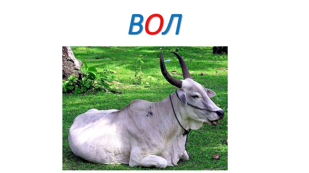 ВОЛ