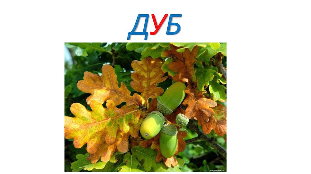 ДУБ