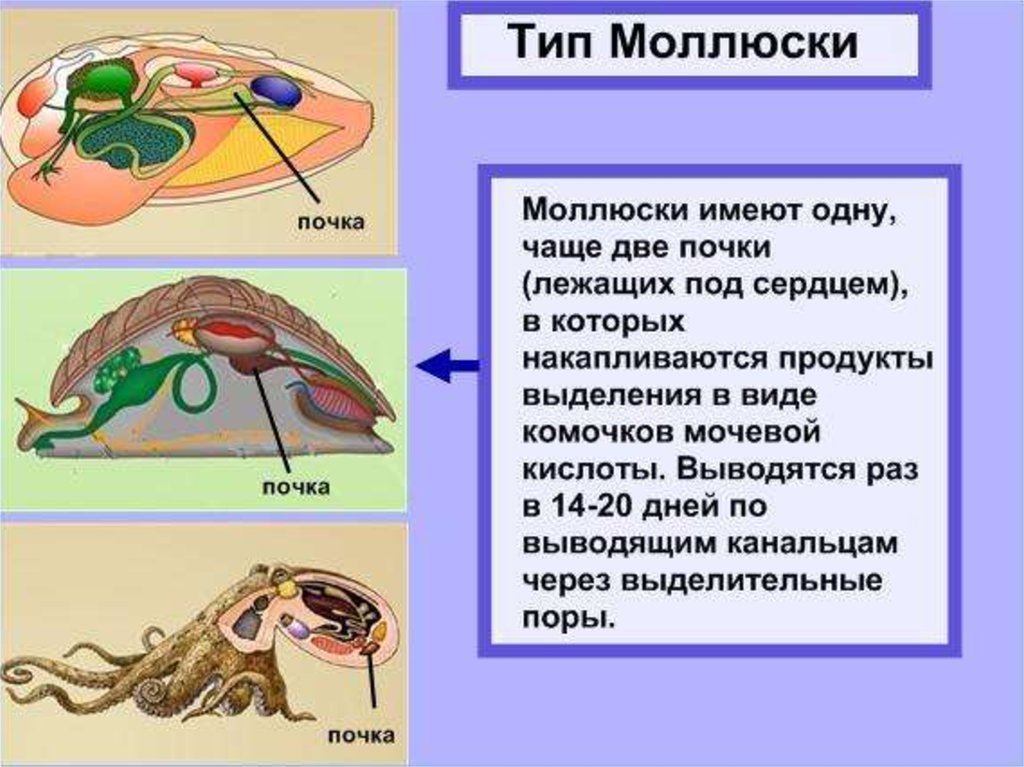 Эволюция выделительной системы презентация