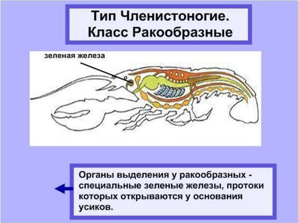 Выделительная система животных презентация