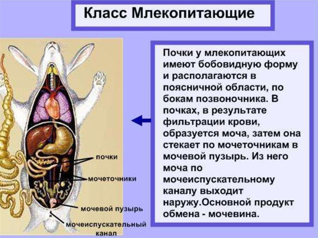 Презентация по биологии органы выделения 7 класс