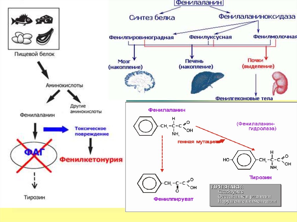 Фенилкетонурия аминокислота. Фенилкетонурия схема биохимия. Механизм развития фенилкетонурии. Схема развития фенилкетонурии. Фенилкетонурия патогенез.