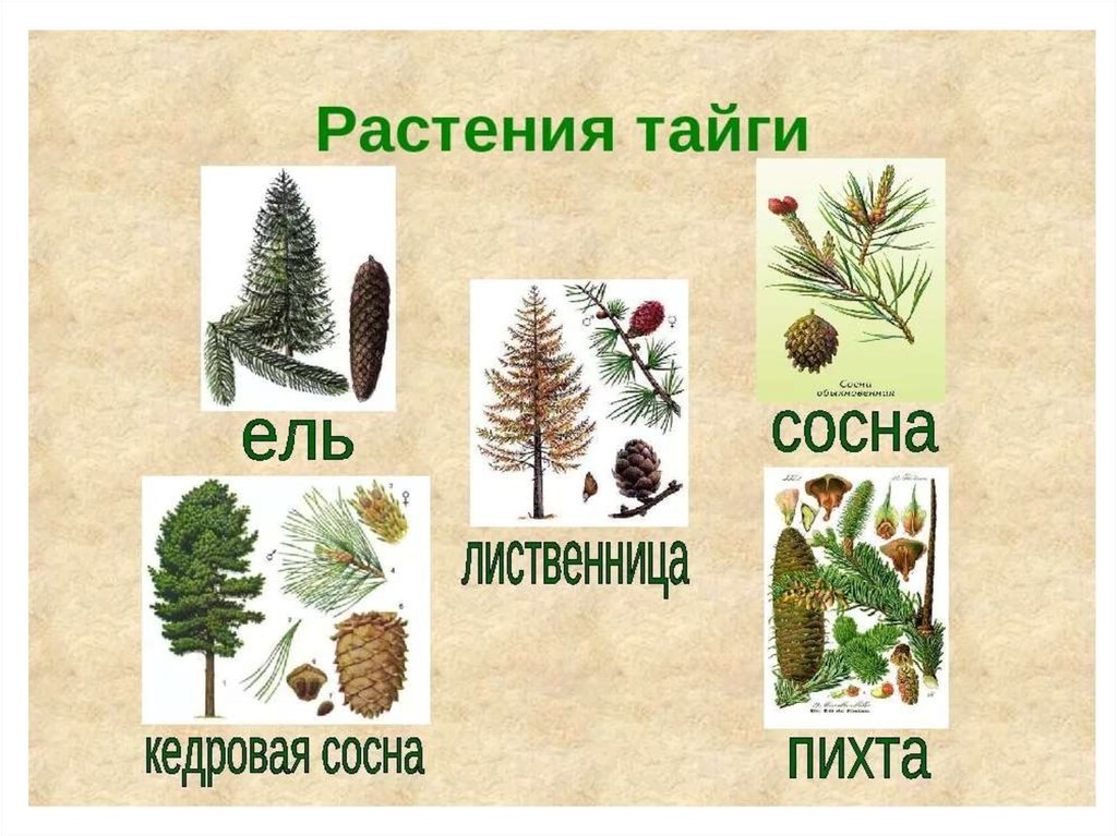 В какой природной зоне обитает ель. Ель пихта сосна кедр лиственница. Растительность тайги в России. Растения тайги. Растения обитающие в тайге.