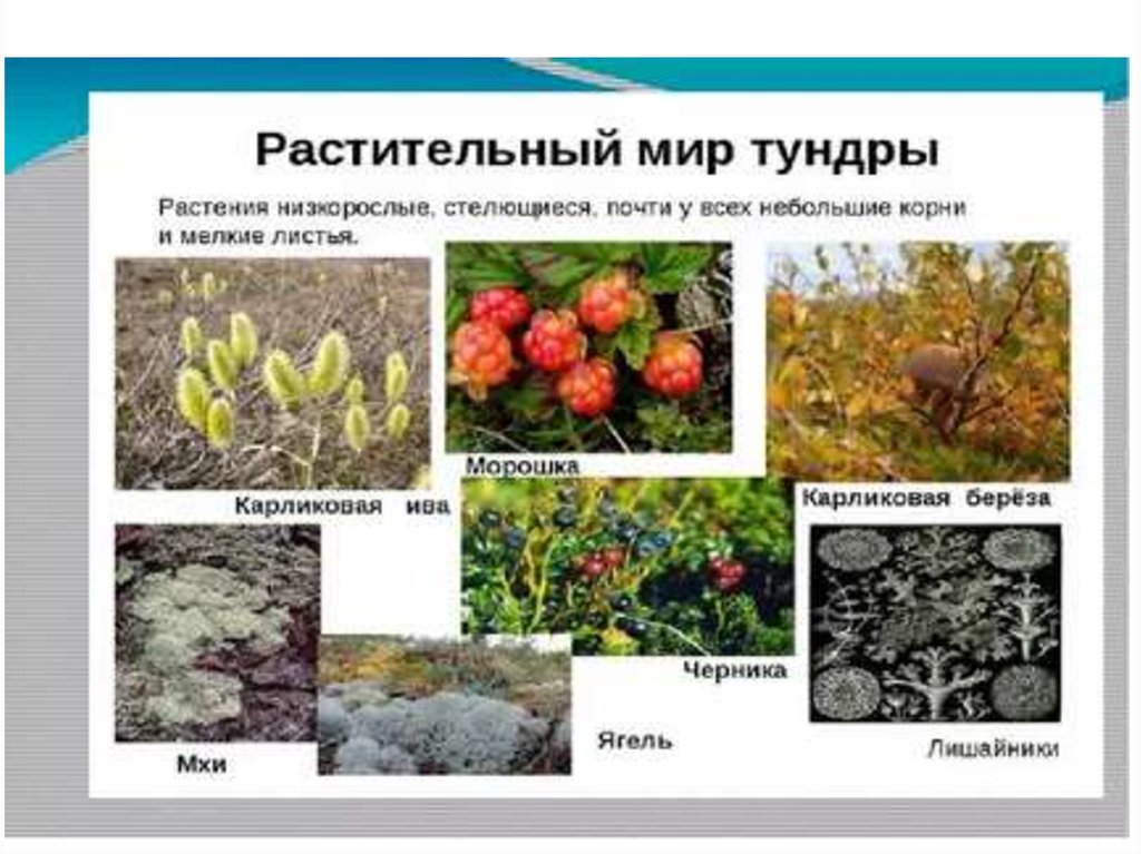 Примеры растений в тундре. Зона тундры растительный и животный мир.