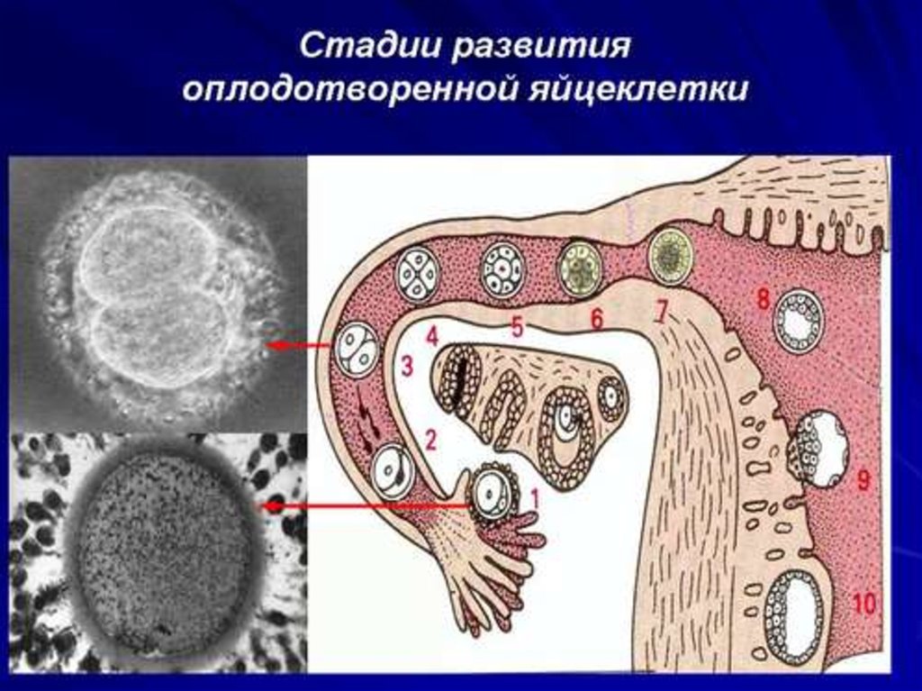 Оплодотворение развитие. Стадии развития оплодотворенной яйцеклетки. Стадии формирования яйцеклетки. Этапы оплодотворения яйцеклетки. Этапы развития оплодотворенной яйцеклетки.