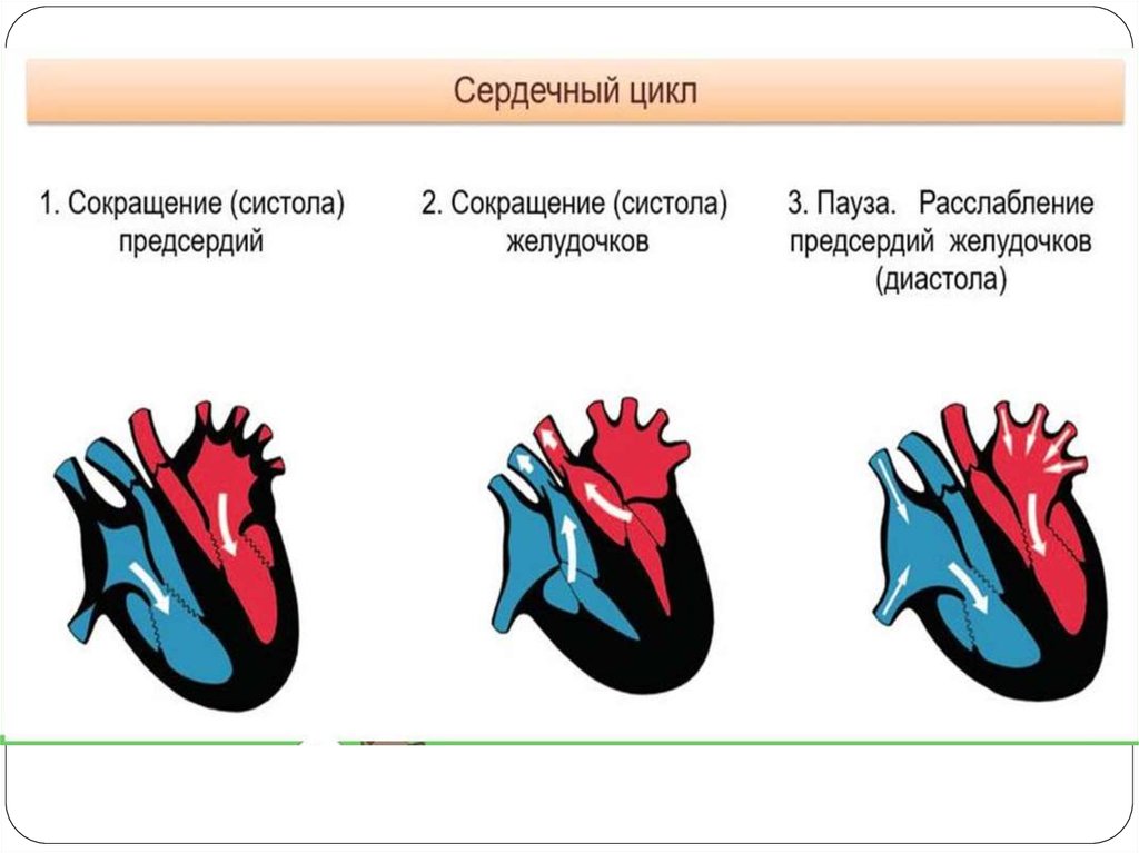 Сокращение предсердий в сердечном цикле. Систолы предсердий сердца. Систола и диастола. Систола предсердий систола желудочков и диастола. Сокращение сердца это систола.